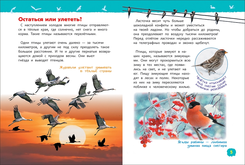 Птицы. Энциклопедия для детского сада